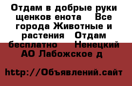 Отдам в добрые руки щенков енота. - Все города Животные и растения » Отдам бесплатно   . Ненецкий АО,Лабожское д.